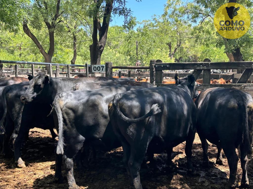 Néstor I. Goenaga y Cía 